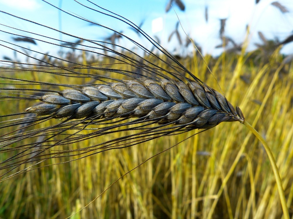 Landwirtschaft – Exkurs in die Anfänge