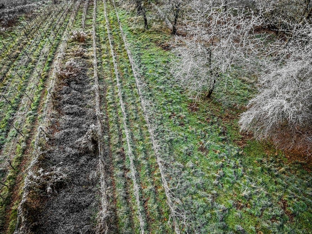 Zwischenfrüchte auf märkischem Sand: So verwandeln Sie karge Böden in vitale Wasserspeicher