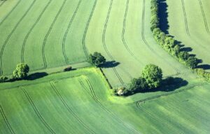 Luftaufnahme grüner Ackerflächen mit Baumreihen als Windschutz