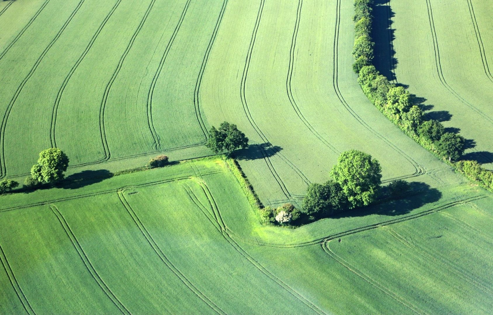 Luftaufnahme grüner Ackerflächen mit Baumreihen als Windschutz