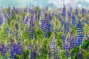Dichtes Feld mit blau und weiß blühenden Lupinen auf grünem Bewuchs