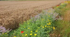 Bunter Blühstreifen mit Wildblumen am Rand eines reifen Getreidefeldes