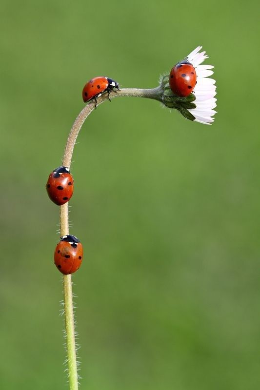 Vier Marienkäfer auf einem behaarten Pflanzenstängel und einer Blüte