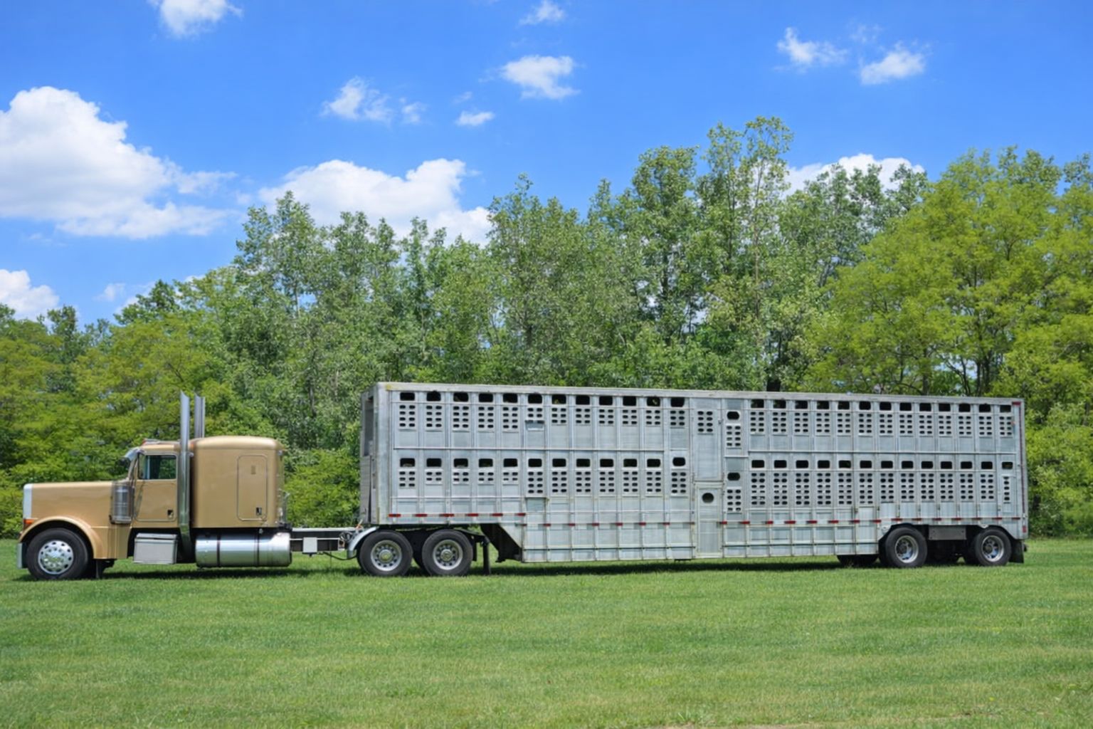 Goldener LKW mit silbernem Viehanhänger auf einer Brandenburger Wiese.
